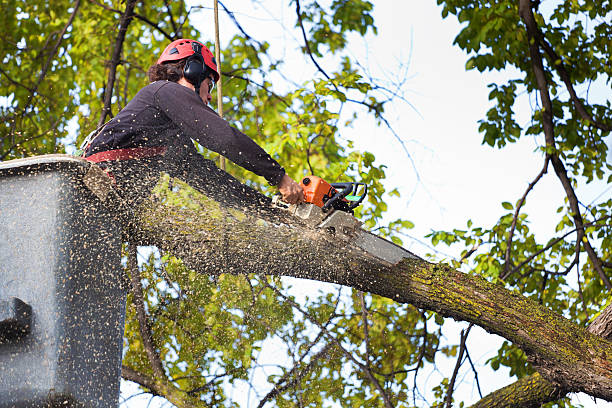 How Our Tree Care Process Works  in  Vance, AL