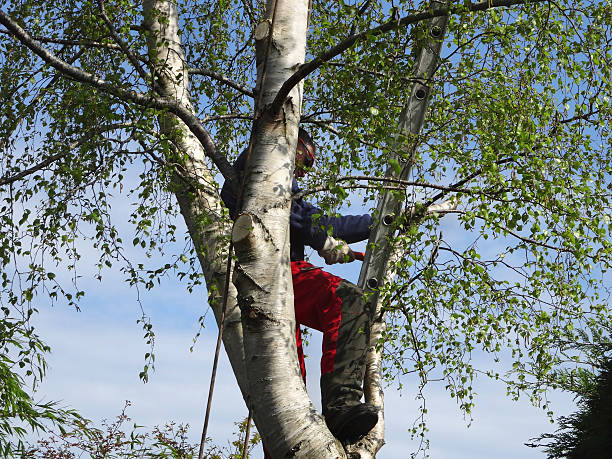 Vance, AL Tree Care Company
