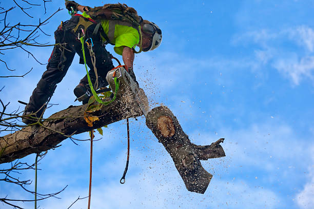 Pest Control for Lawns in Vance, AL